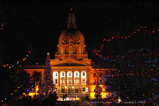 ../Images/010 Legislature Christmas Tree.jpg
